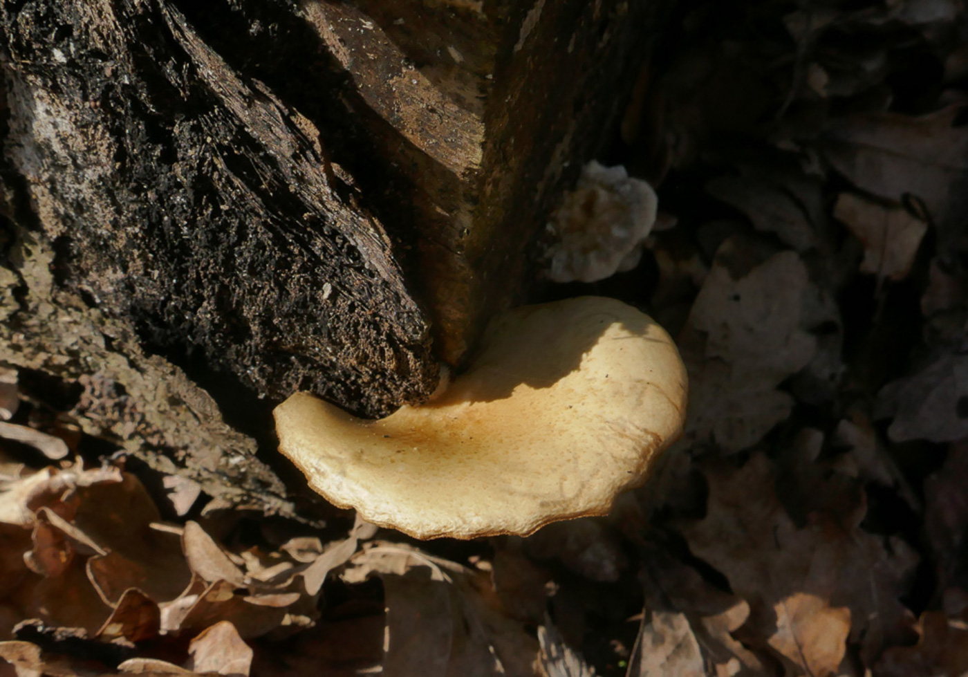 Photo © Jackie Ewan Crepidotus mollis by Jackie Ewan